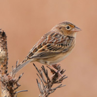 Grasshopper Sparrow